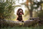 English Cocker Spaniel