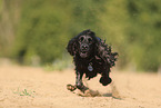 schwarzer English Cocker Spaniel