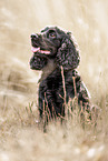 English Cocker Spaniel