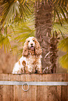 English Cocker Spaniel