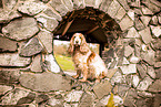 English Cocker Spaniel