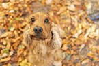 English Cocker Spaniel