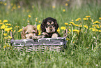 English Cocker Spaniel Welpe