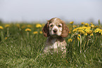 English Cocker Spaniel Welpe