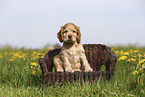 English Cocker Spaniel Welpe