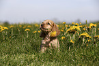 English Cocker Spaniel Welpe