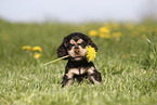 English Cocker Spaniel Welpe
