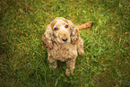 English Cocker Spaniel