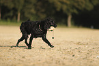 English Cocker Spaniel