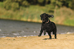 English Cocker Spaniel