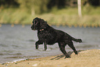 English Cocker Spaniel