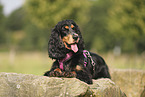 English Cocker Spaniel