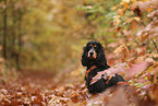 English Cocker Spaniel