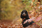 English Cocker Spaniel