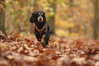 English Cocker Spaniel
