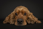 English Cocker Spaniel