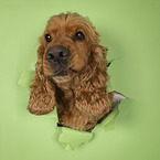 English Cocker Spaniel