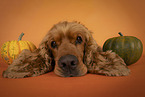 English Cocker Spaniel