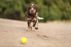 English Cocker Spaniel Welpe