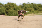 English Cocker Spaniel Welpe