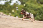 English Cocker Spaniel Welpe