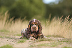 English Cocker Spaniel Welpe