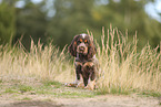English Cocker Spaniel Welpe