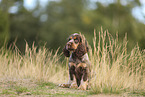 English Cocker Spaniel Welpe