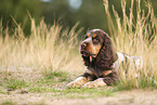 English Cocker Spaniel Welpe