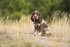 English Cocker Spaniel Welpe
