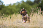 English Cocker Spaniel Welpe