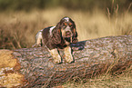 English Cocker Spaniel Welpe