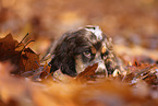 English Cocker Spaniel Welpe