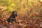 English Cocker Spaniel Welpe