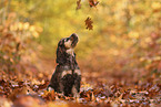 English Cocker Spaniel Welpe