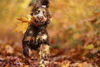 English Cocker Spaniel Welpe