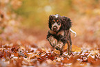 English Cocker Spaniel Welpe