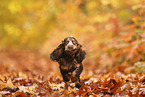 English Cocker Spaniel Welpe