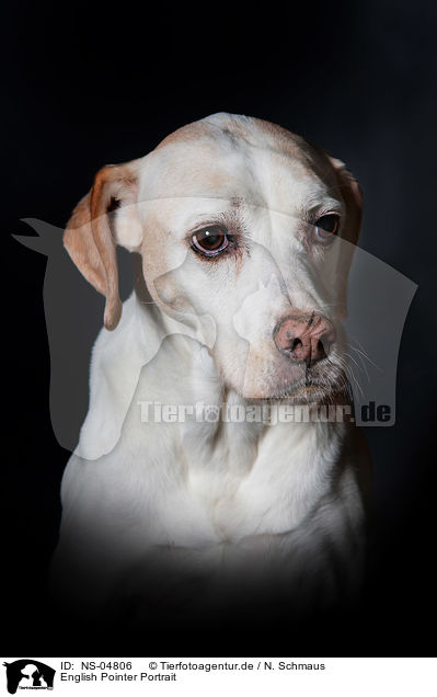 English Pointer Portrait / English Pointer Portrait / NS-04806