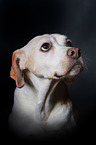 English Pointer Portrait