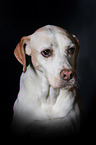 English Pointer Portrait