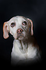 English Pointer Portrait