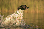 rennender English Pointer
