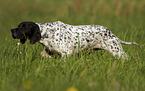 English Pointer R�de