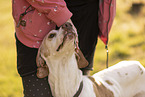 English Pointer Portrait
