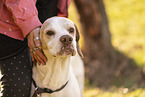 English Pointer Portrait
