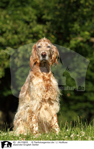 sitzender English Setter / sitting English Setter / JH-15805