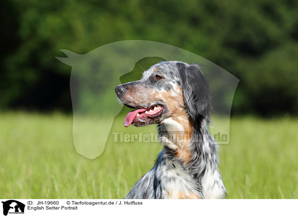 English Setter Portrait / English Setter Portrait / JH-19660