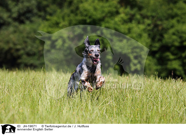 rennender English Setter / running English Setter / JH-19671