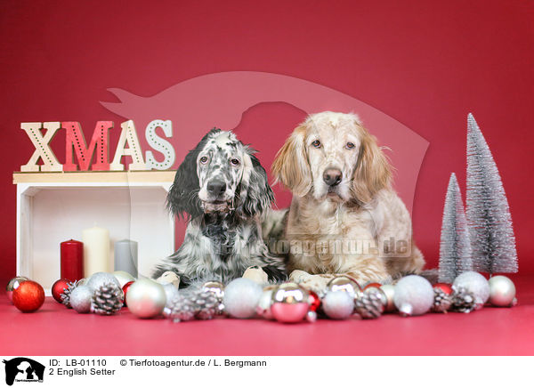 2 English Setter / 2 English Setter / LB-01110